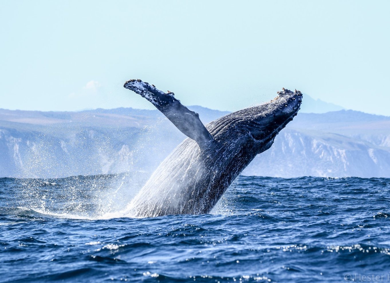 Knysna: Close Encounter Whale Watching Tour med bådtur