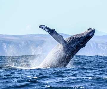 Knysna: Close Encounter Whale Watching Tour by Boat