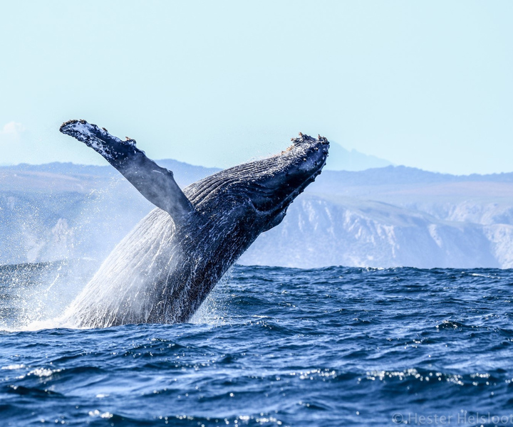 Knysna: Close Encounter Whale Watching Tour by Boat