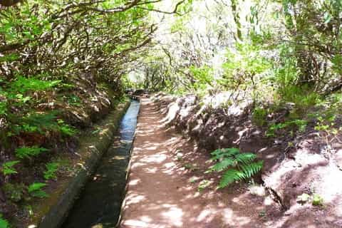 Madeira: Private 3-Kilometer Alecrim Levada Hike
