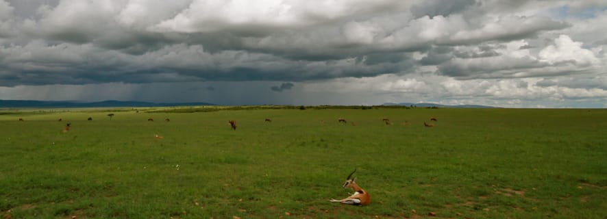 Da Nairobi: Masai Mara Safari di 2 giorni con volo