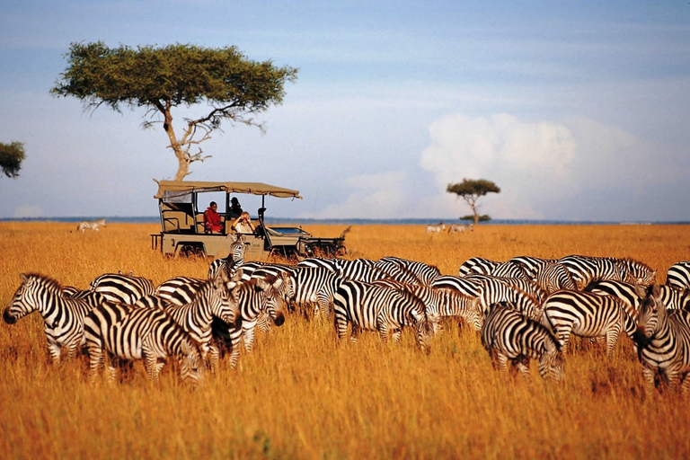 Da Nairobi: Safari privato di 3 giorni nel Masai Mara livello di comfortSafari con Land Cruiser/Jeep a tetto aperto