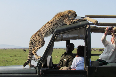 Da Nairobi: Safari privato di 3 giorni nel Masai Mara livello di comfortSafari con Land Cruiser/Jeep a tetto aperto