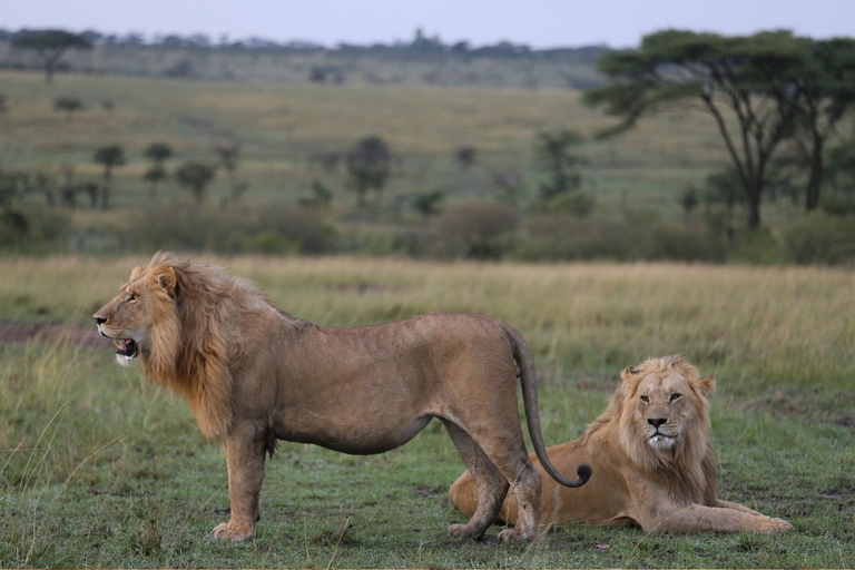 Da Nairobi: Safari privato di 3 giorni nel Masai Mara livello di comfortSafari con Land Cruiser/Jeep a tetto aperto