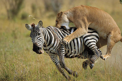 Da Nairobi: Safari privato di 3 giorni nel Masai Mara livello di comfortSafari con Land Cruiser/Jeep a tetto aperto