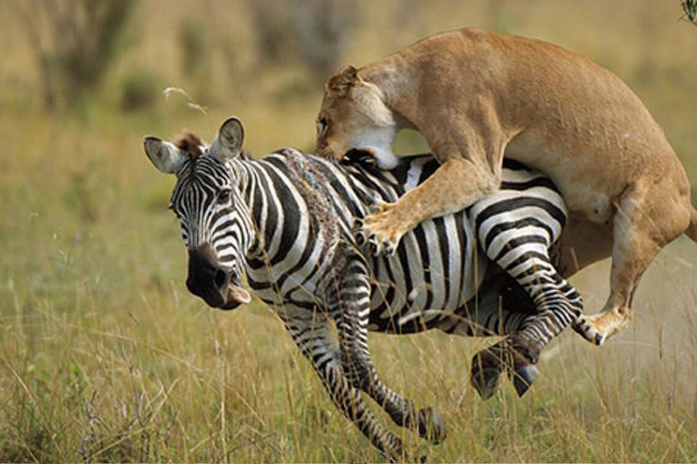 Da Nairobi: Safari privato di 3 giorni nel Masai Mara livello di comfortSafari con Land Cruiser/Jeep a tetto aperto