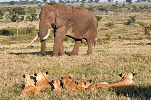 Da Nairobi: Safari privato di 3 giorni nel Masai Mara livello di comfortSafari con Land Cruiser/Jeep a tetto aperto