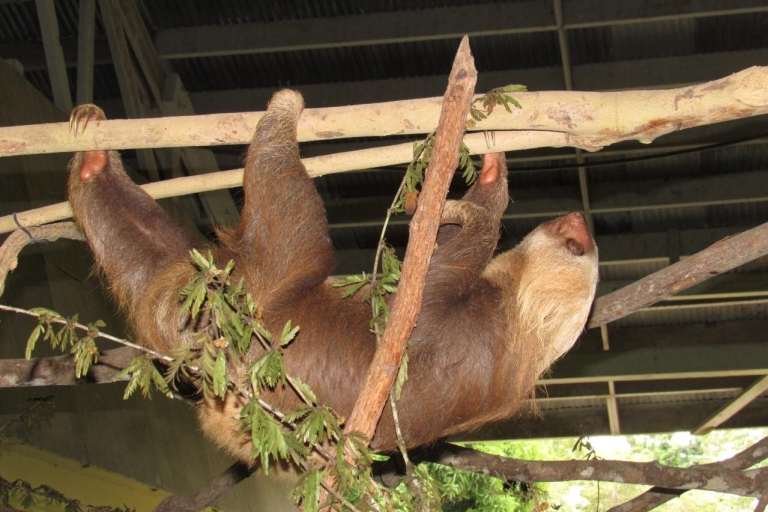 De Panama City: visite de l'île aux singes et du sanctuaire des paresseux
