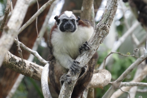 Van Panama City: Monkey Island en Sloth Sanctuary Tour