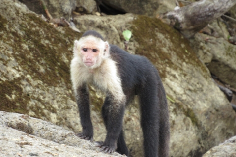 Van Panama City: Monkey Island en Sloth Sanctuary Tour