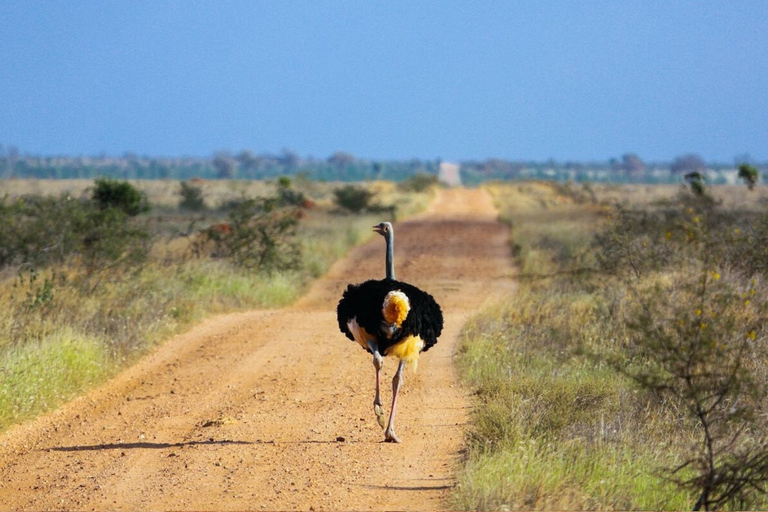 Nocne prywatne safari w Parku Narodowym AmboseliNocleg w parku narodowym Amboseli Prywatne safari