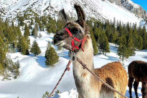 Triesenberg: Walking Tour with Llamas and Cheese Raclette