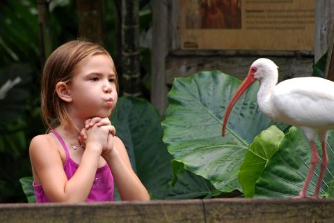 Fort Lauderdale: toegangsticket voor Flamingo Gardens