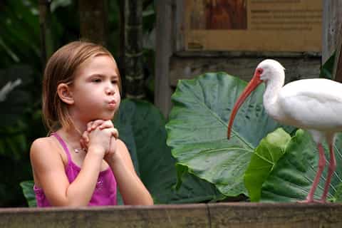 Fort Lauderdale: Flamingo Gardens Entry Ticket
