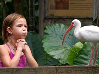 Davie: Flamingo Gardens & Schutzgebiet für Wildtiere Davie: Flamingo Gardens & Schutzgebiet für Wildtiere