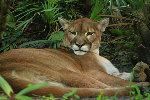 Fort Lauderdale: Flamingo Gardens Eintrittskarte