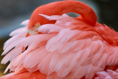 Fort Lauderdale: toegangsticket Flamingo Gardens