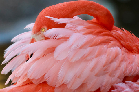 Fort Lauderdale: Flamingo Gardens Eintrittskarte