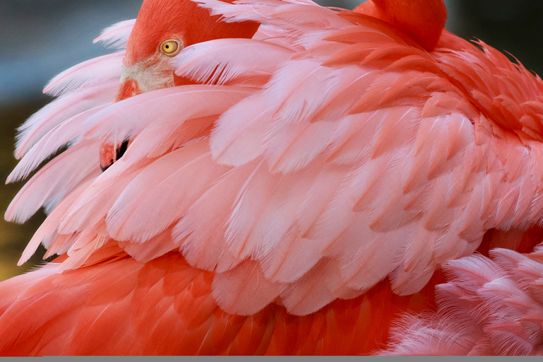 Fort Lauderdale: Flamingo Gardens Eintrittskarte