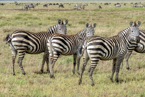 Arusha: 3-Day Serengeti & Ngorongoro Wondaful Safari 3-Day Serengeti & Ngorongoro with Balloon Experience