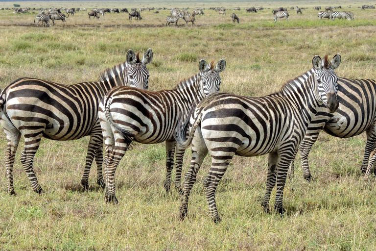 Arusha: 3-Day Serengeti & Ngorongoro Wondaful Safari 3-Day Serengeti & Ngorongoro with Balloon Experience
