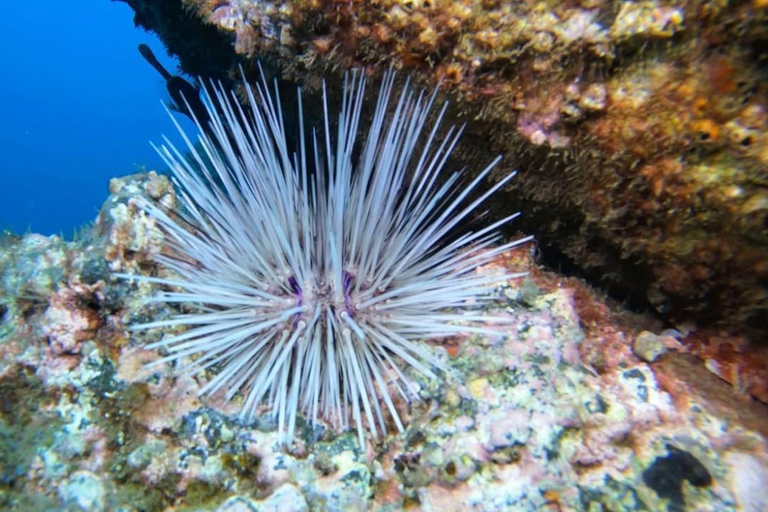 Madeira: Full-Day Dive Pack