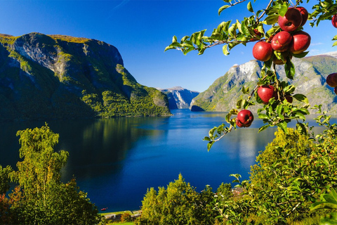 Desde Bergen: crucero Nærøyfjord y tren de Flåm a Oslo