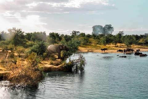 Parque Nacional de Udawalawa: Safari privado