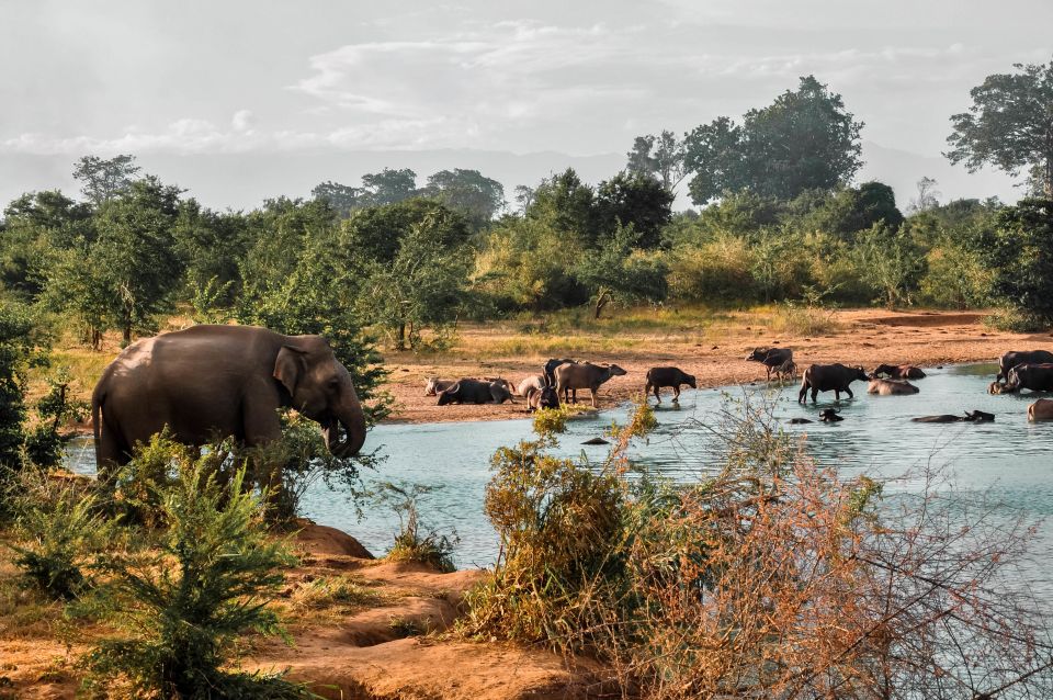 Jednodniowe safari w Parku Narodowym Udawalawe