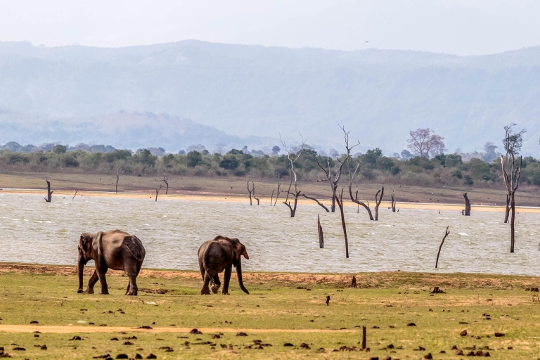 Nationaal Park Udawalawa: privé-safariSafari Nationaal park Udawalawa met toegangstickets