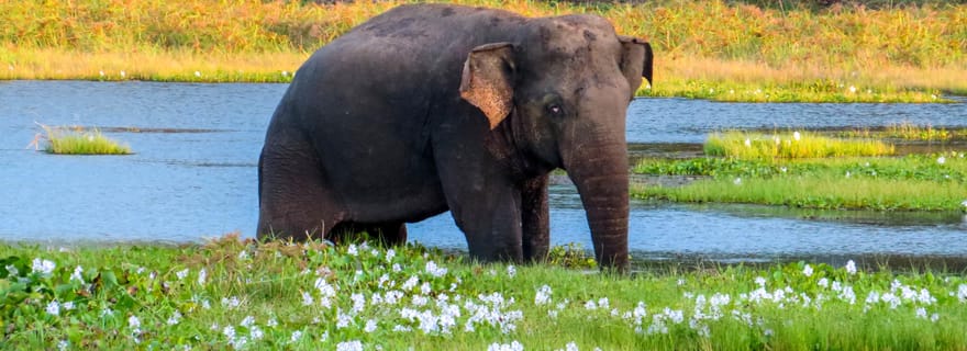 Safari dans le parc national de Wasgamuwa depuis Polonnaruwa