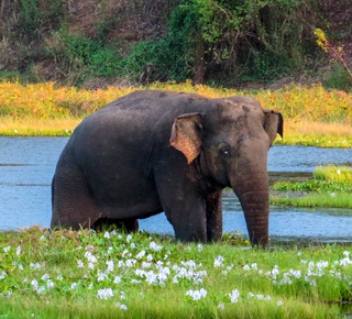 Wasgamuwa National Park: Day Trips and Tours from Sigiriya