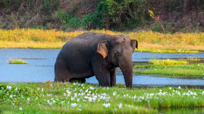 wasgamuwa wasgamuwa national park private 3hour safari