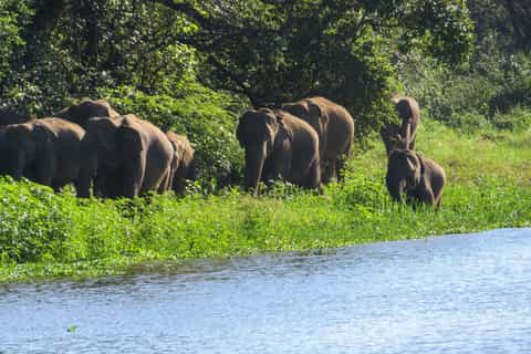 Wasgamuwa: Wasgamuwa National Park Private 3-Hour Safari