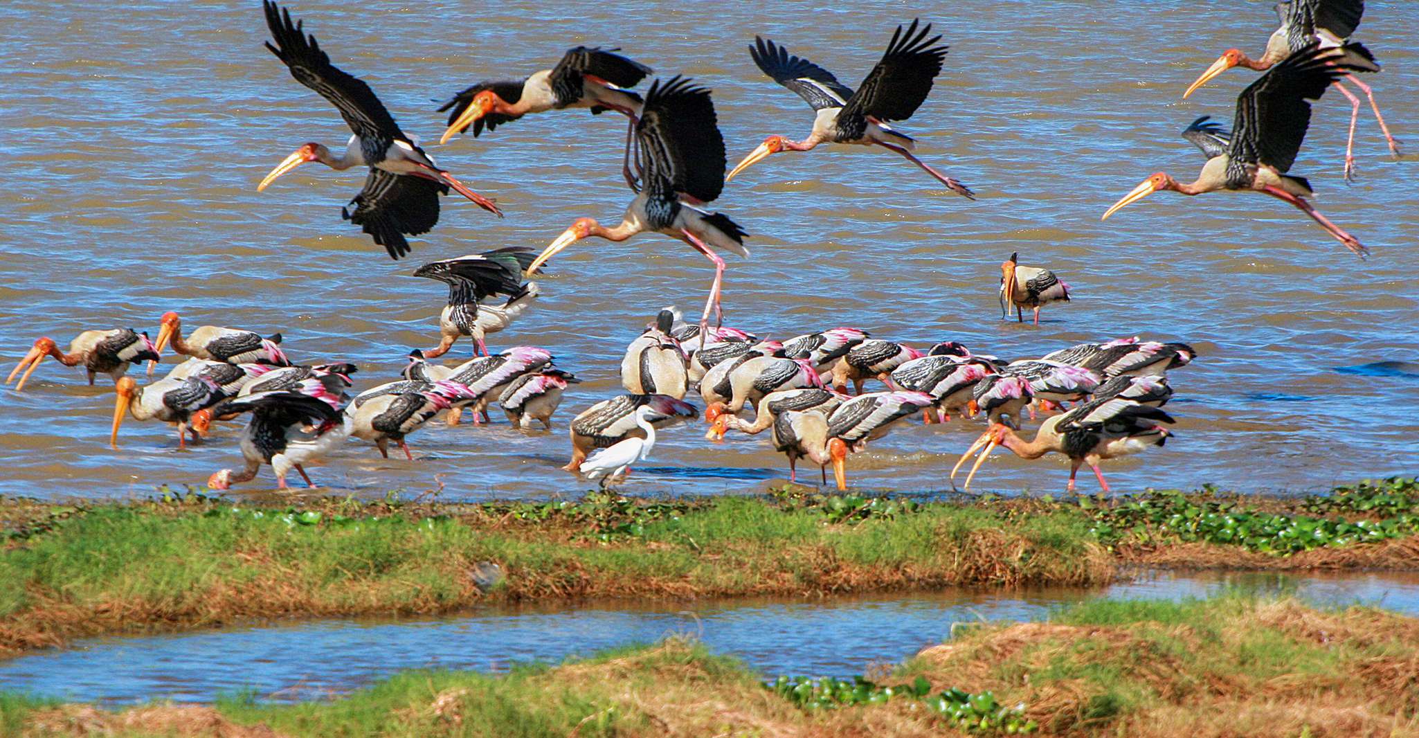 Kumana, Private 3-Hour Kumana National Park Safari - Housity