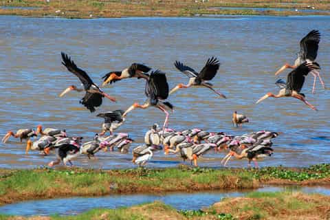 Kumana: Private 3-Hour Kumana National Park Safari