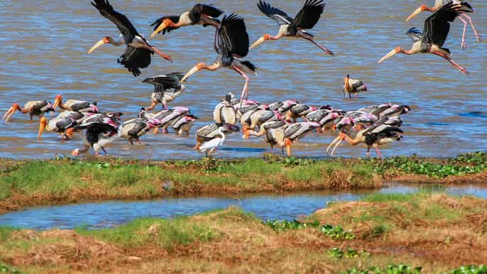 kumana private 3hour kumana national park safari