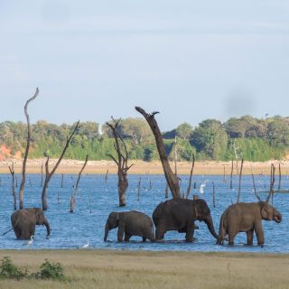 Kaudulla National Park: Private Safari