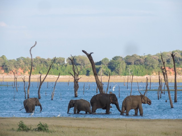 Visit Kaudulla National Park Private Safari in Polonnaruwa