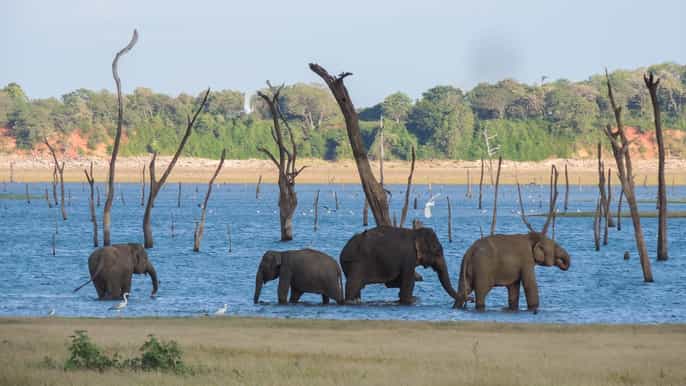 kaudulla national park private safari