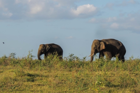 Parc national de Kaudulla : Safari privé
