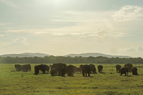 Parque Nacional de Kaudulla: Safari privado