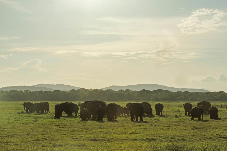 Nationaal park Kaudulla: privésafari