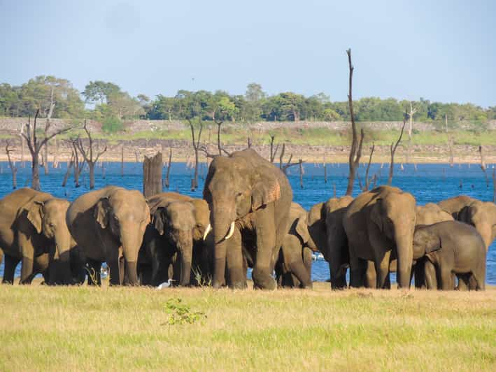 Kaudulla National Park: Private Safari | GetYourGuide