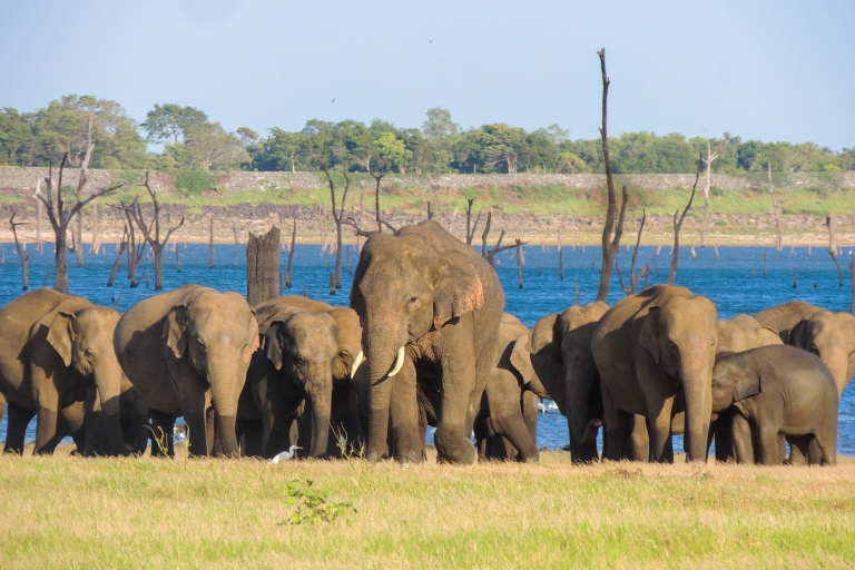 Parc national de Kaudulla : Safari privé