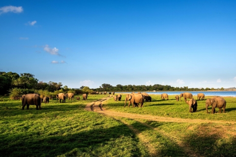 Minneriya: Safari privado del parque nacional de Minneriya