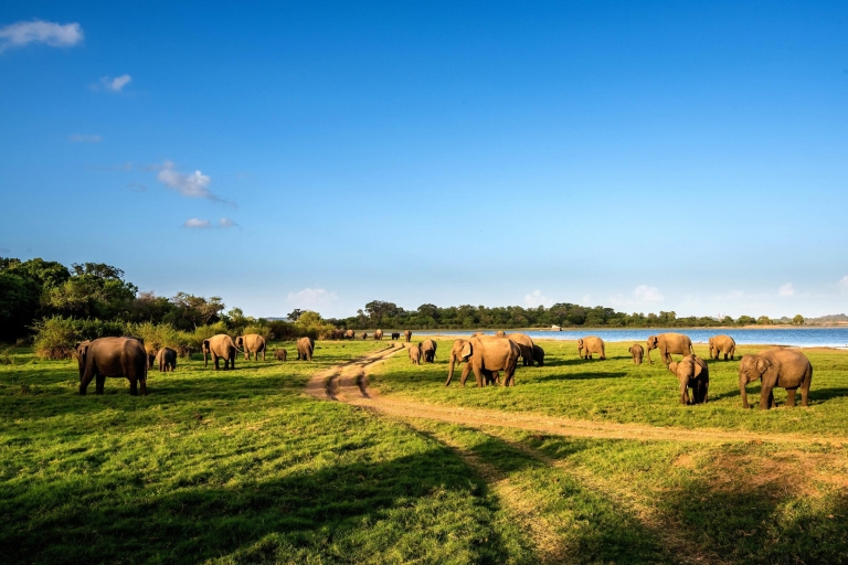 Minneriya: Safari privado del parque nacional de Minneriya