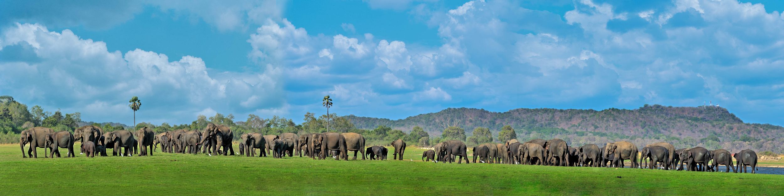 Minneriya: Minneriya National Park Private Safari