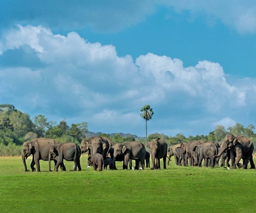 Minneriya National Park Private Safari