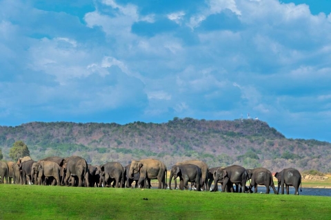Tusker Safari in Kalawewa National Park